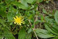 Taraxacum officinale